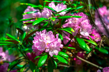 屋山のシャクナゲ