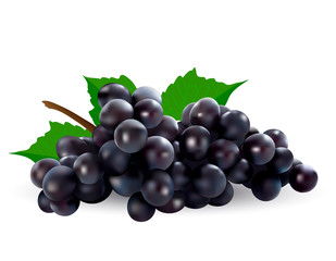 Vector black grapes illustration. 3d realistic vector black bunch of grapes isolated on white background.