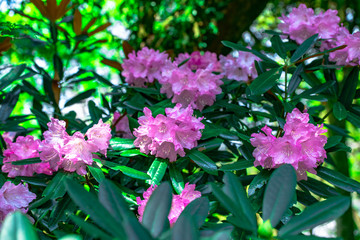 屋山のシャクナゲ