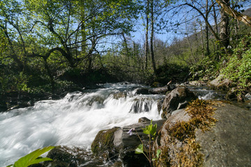 Mountain river in the spring forest, Sochi, Russia.