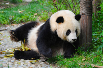 Obraz na płótnie Canvas Adult giant panda bear
