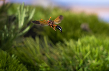 close up insect wasp flying