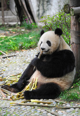 Obraz premium Cute giant panda bear eating bamboo