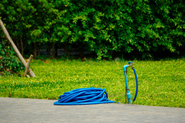 Blue watering pipes are piled up on a walkway near faucet in the Pinto Peanut garden, with a banyan tree as a backdrop