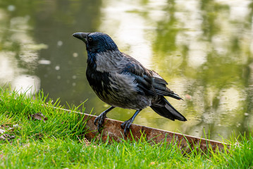 Crow. Raven bird sits in the grass