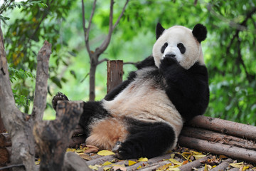 Adult giant panda bear taking a rest © wusuowei