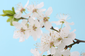 Fototapeta na wymiar Blooming cherry tree over blue background