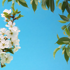 Branch of cherry is blooming over blue background