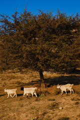 Goats on a Rock near the Charvak Reservoir in Uzbekistan, Chimgan Mountains