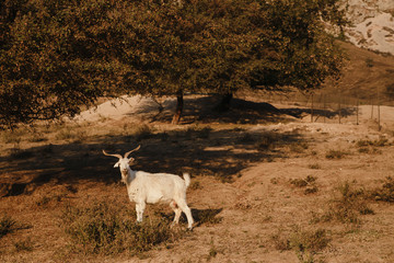 Goats on a Rock near the Charvak Reservoir in Uzbekistan, Chimgan Mountains