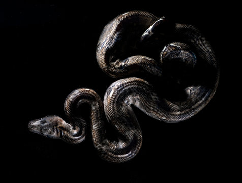 the black snake on black