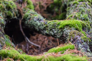 Forest floor branch