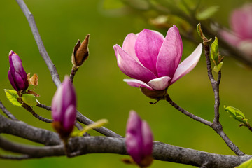 Fototapeta premium Blooming pink magnolia. Branch with magnolia flowers.