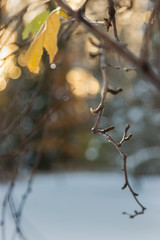 Autumn to winter