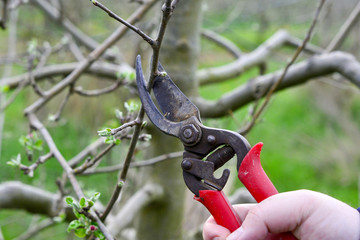 pruning apple   tree in spring