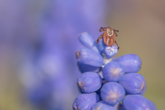 Isolated tick waiting on a flower for a new victim
