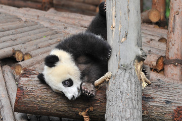Playful giant panda cub