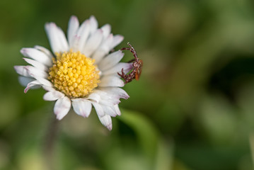 Obraz premium Isolated tick waiting on a flower for a new victim