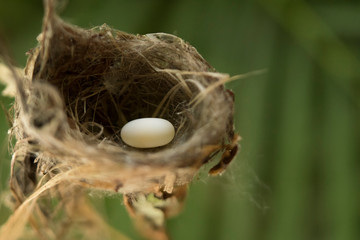 Naklejka na ściany i meble Hummingbird bird nest with eggs