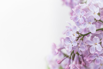 Naklejka na ściany i meble Branches of blossoming pink lilac on white background
