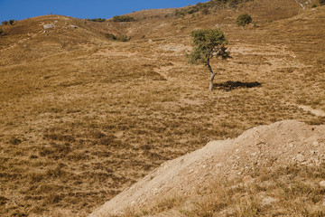 Block hill made of eroding fractured granite above dry canyon with isolated green trees, Saudi...