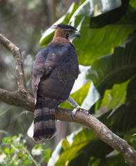 Plume eagle on tree branch waiting for its prey
