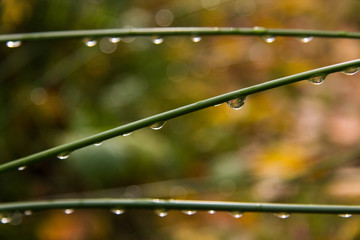 Fototapeta krople deszczu na łodydze obraz