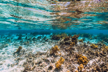 Corals and fish in blue transparent ocean, tropical underwater view