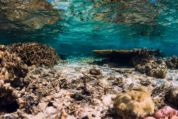 Corals and fish in blue transparent ocean, tropical underwater view
