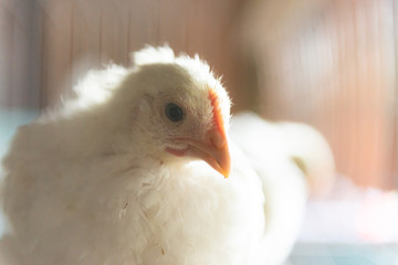 A chicken grows in a cage. Household, chicken. Close-up of poultry.