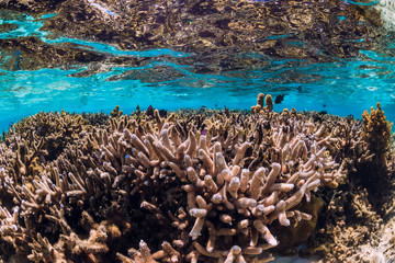 Naklejka na ściany i meble Corals and fish in blue transparent ocean, tropical underwater view