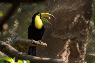 toucan on a branch