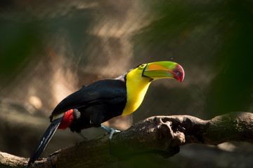 toucan on a branch