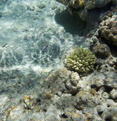 Naklejka na ściany i meble A picture of acropora coral