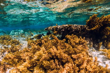 Underwater scene with seaweed and corals in tropical sea