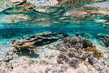 Fototapeta na wymiar Corals and fish in blue transparent ocean, tropical underwater view