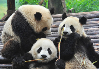 Cute giant panda bears eating bamboo