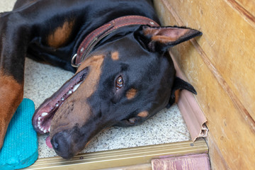 Big black and tan cropped doberman pinscher with cut ears lying on the floor and looking in camera