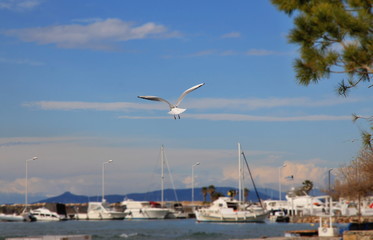 flying seagull in harbor