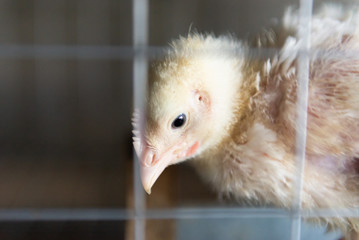 A chicken grows in a cage. Household, chicken. Close-up of poultry.
