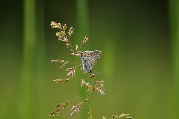 Butterfly on the meadow
