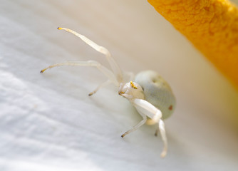 Goldenrod Crab white Spider, a perfect predator leaving in a Calla Lily garden flower.