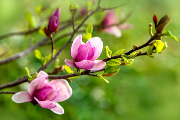 Blooming pink magnolia. Branch with magnolia flowers. © Nataliya Schmidt