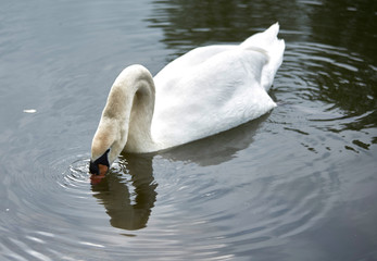 Schwan bei der Nahrungsaufnahme