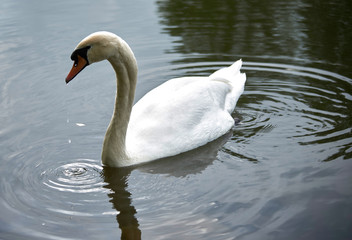 Schwan
