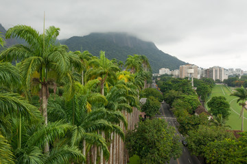 Fototapeta na wymiar Rows or palm trees in a tropical urban jungle of Rio de Janeiro in Brazil