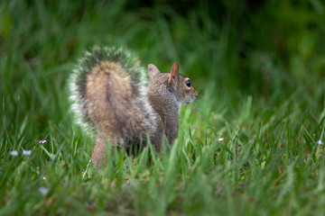 A squirrel running through the grass. 