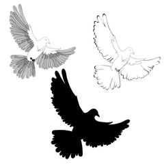 Set of Dove icon in trendy flat style isolated on background. Page symbol for your web site design. Bird icon logo, app, UI. Isolated Vector illustration, EPS10.