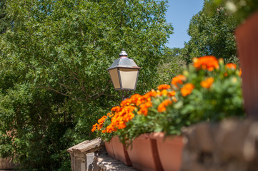 flowers in a garden