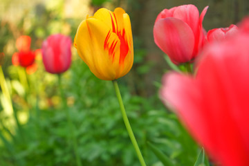 Tulpen
